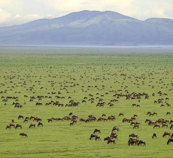 Serengeti_